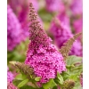 Budleja Butterfly Candy Little Cerise – karłowa budleja sadzonka